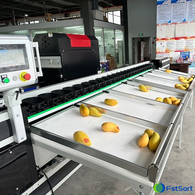 images/1715068646615clasificadora de frutas.jpg